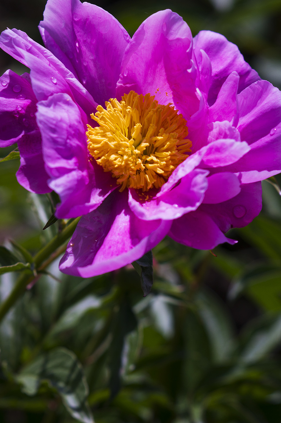 芍药花开