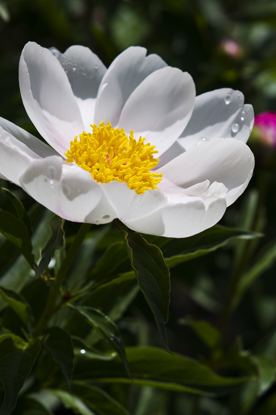 芍藥花開(1)