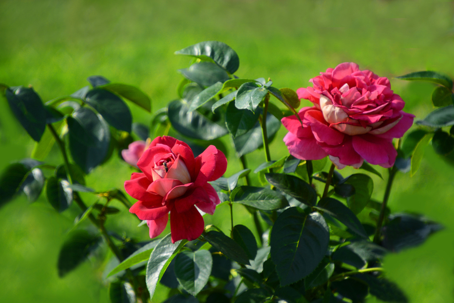 月季花(月季花语)