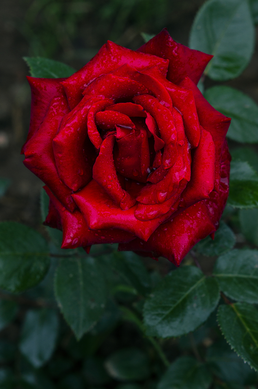 雨后月季花摄影图片 生态摄影