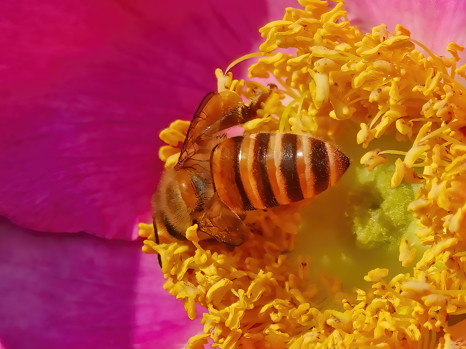 在鲜艳花朵上采蜜的蜜蜂图片素材_免费下载_jpg图片格式_高清图片366558_摄图网