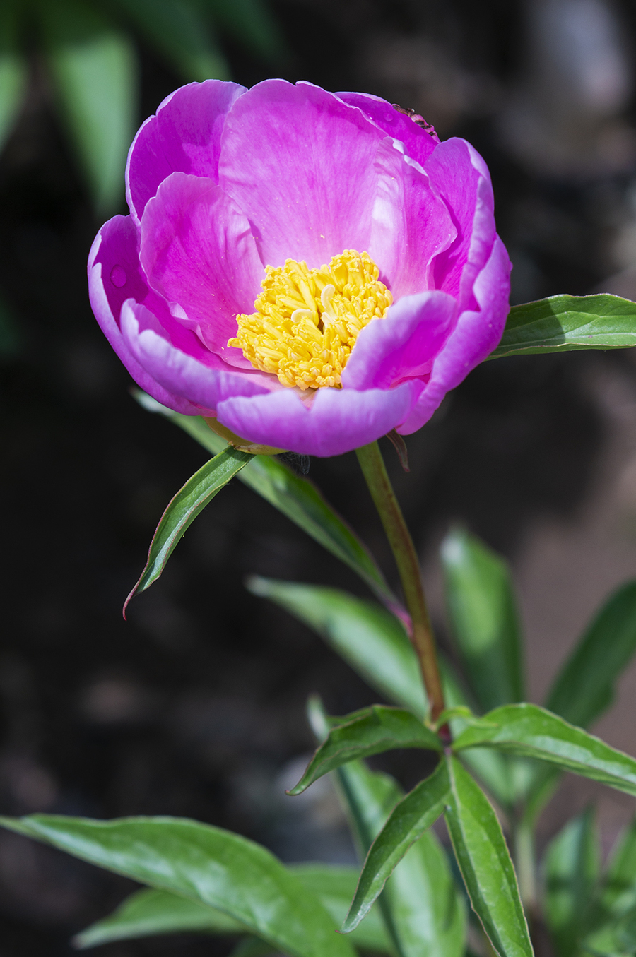 芍药图片大全(山东大芍药图片大全)