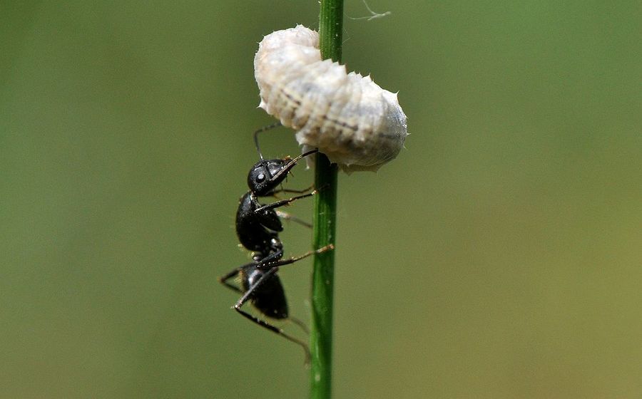 蚂蚁捕食