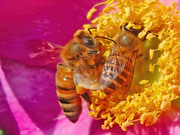 小蜜蜂采蜜 (6)