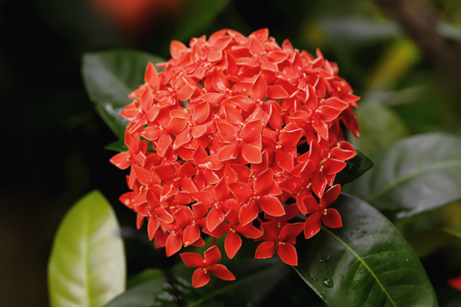 生態花卉龍船花雨中更鮮豔