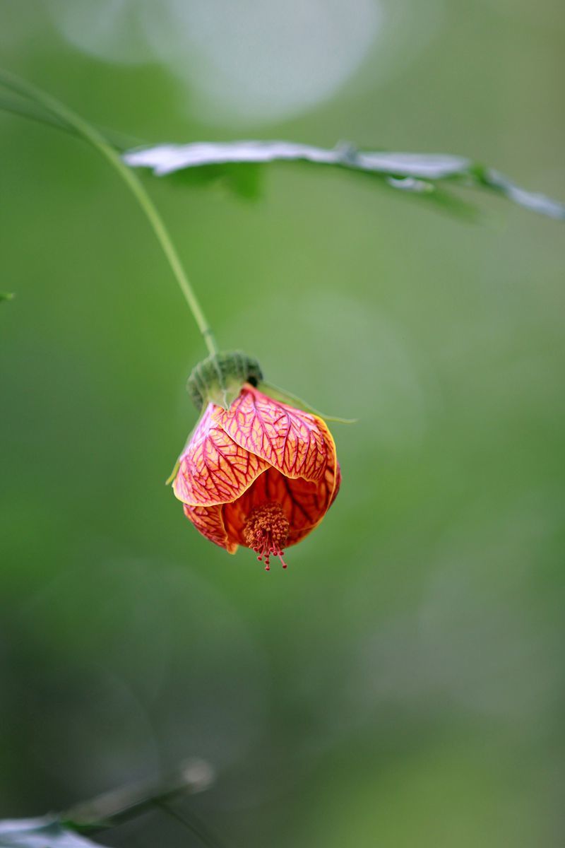 燈籠花