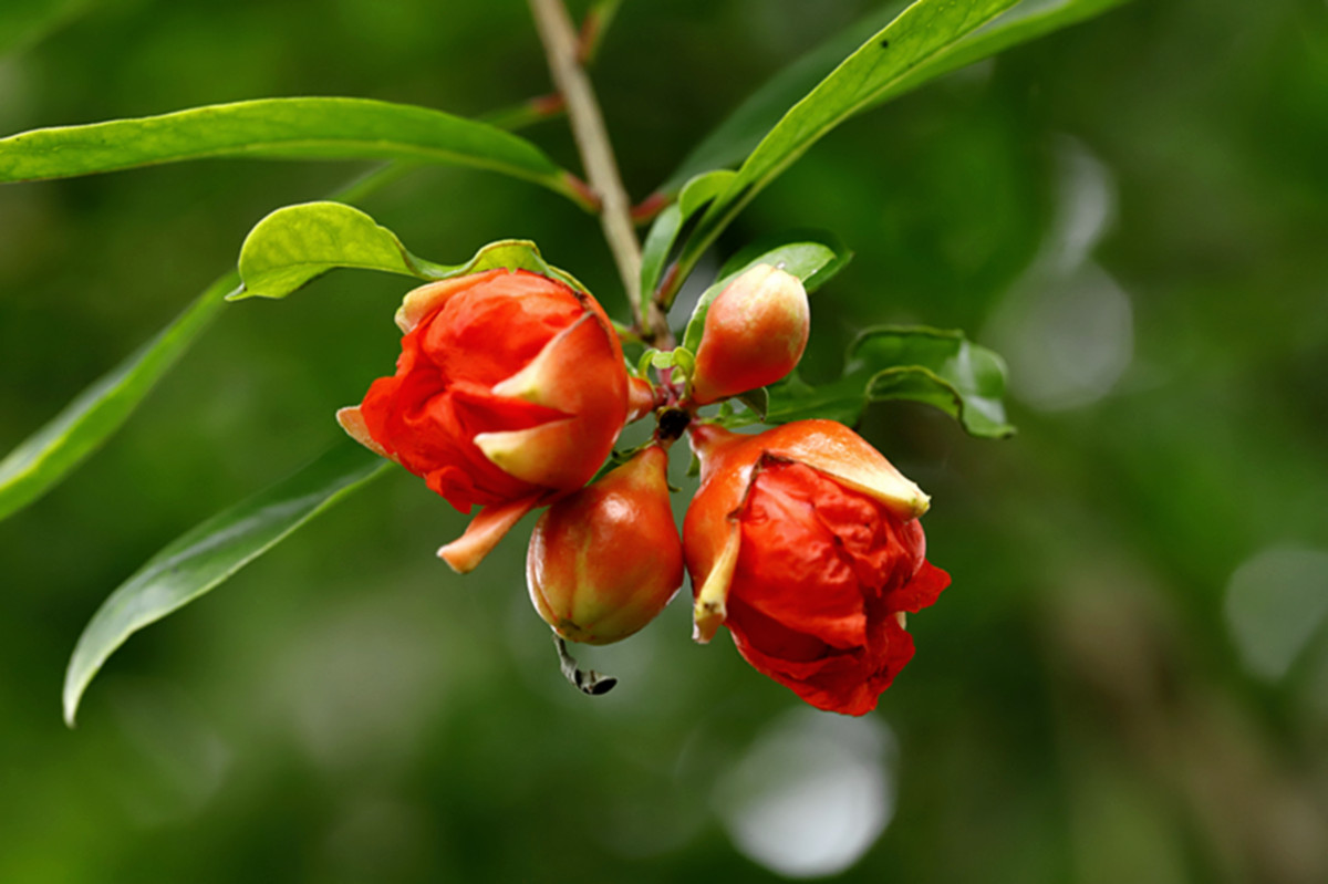 生態微距:夏雨棉棉石榴花更紅