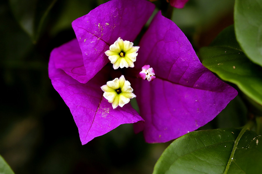 紫色梅花的种类及图片图片