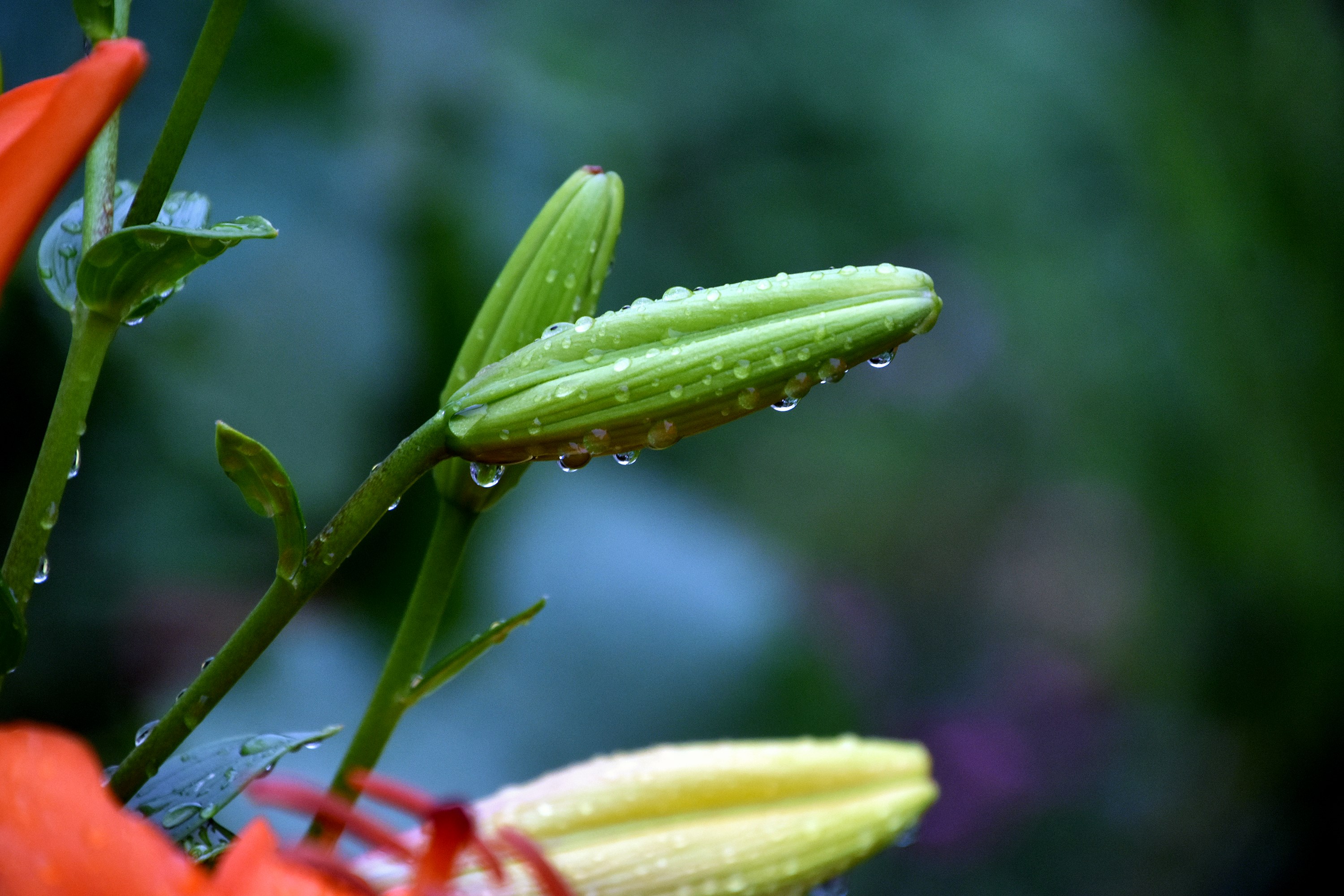 雨后百合