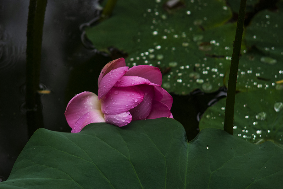 雨中西湖荷花图片