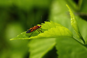 虫趣:行走绿叶上的棉红蝽