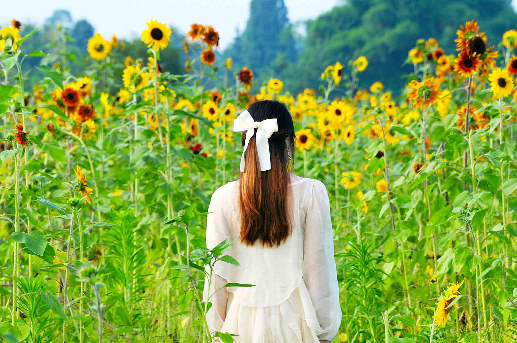 向日葵与女人背影图片图片