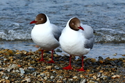 红嘴鸥（摄于青海湖）