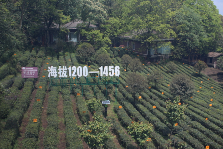 蒙顶山旅游六