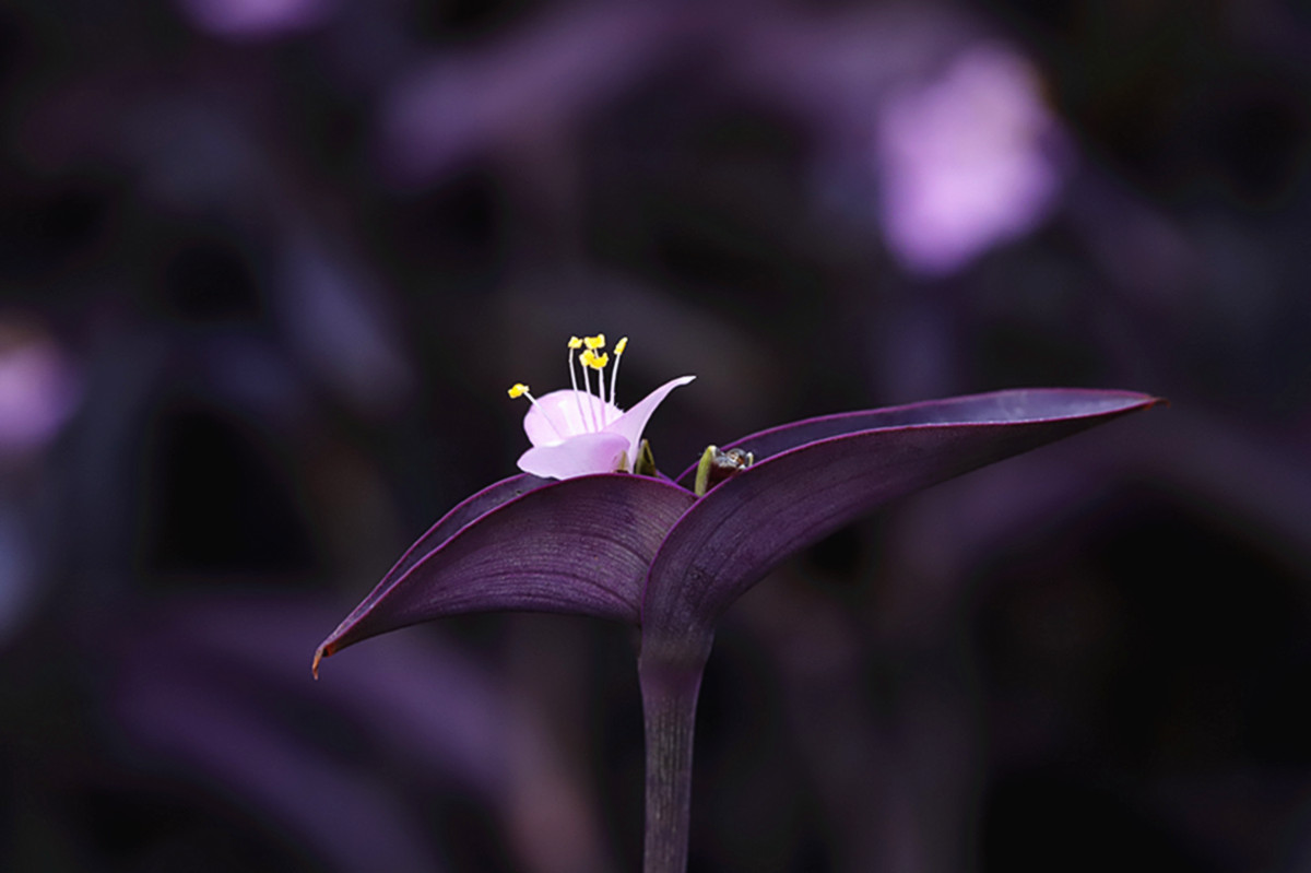 夏日紫竹梅花开