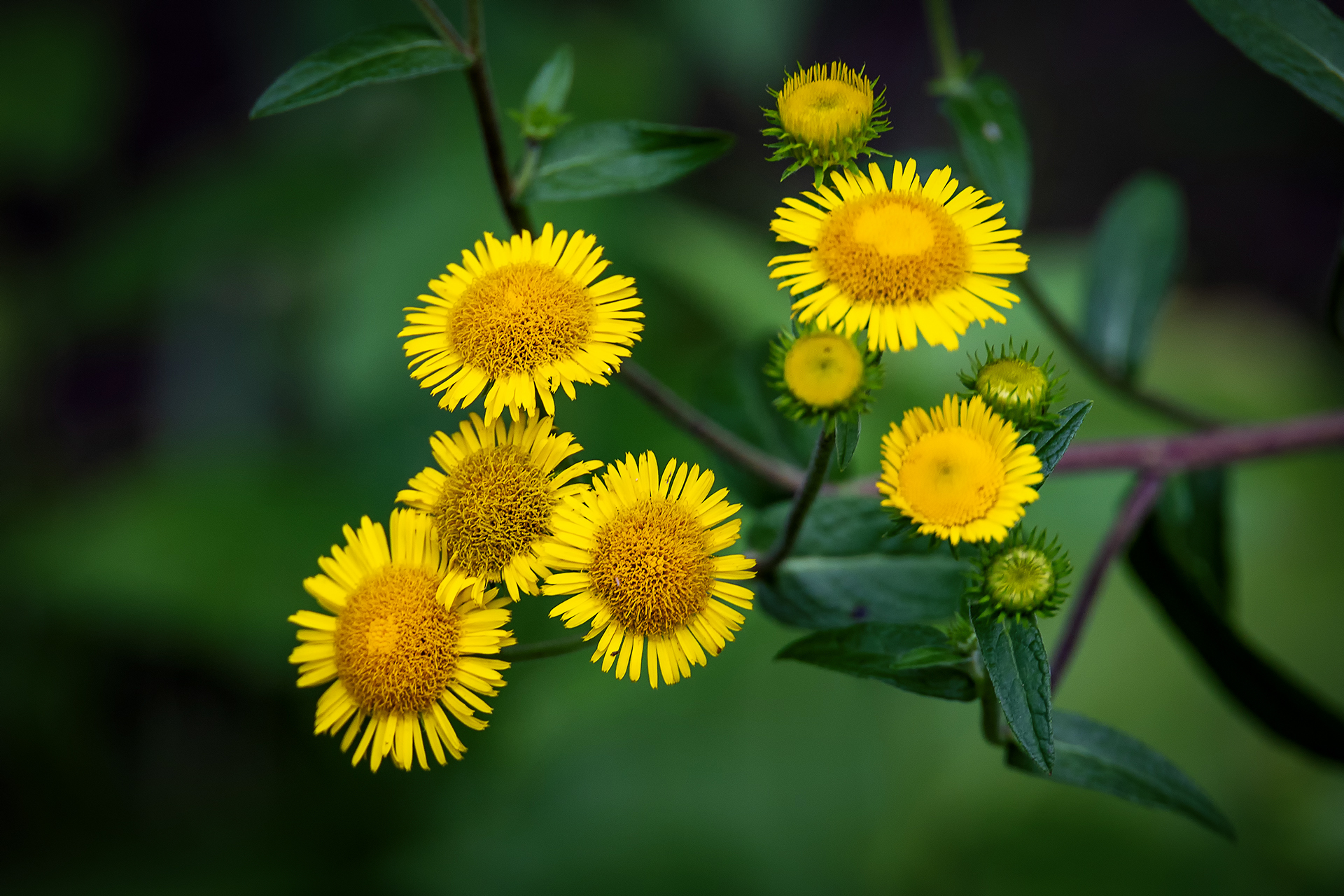 一朵小黄花图片大全图片