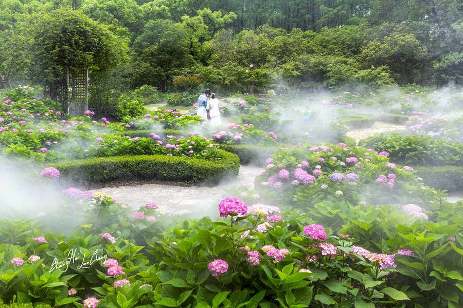 雾里看花花更仙