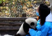 国宝宝，春天拍摄于熊猫基地。