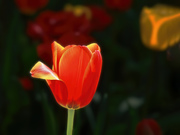 ҷ (3)