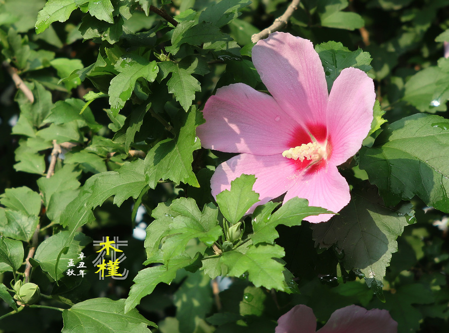 木槿花图片大全大图图片