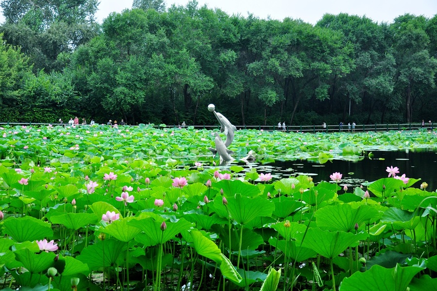 哈尔滨平房公园图片图片