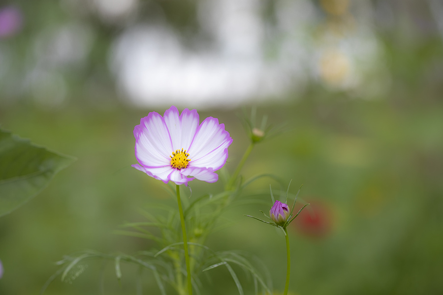 路边的花花草草