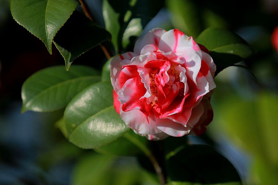 井尚茶花图片图片