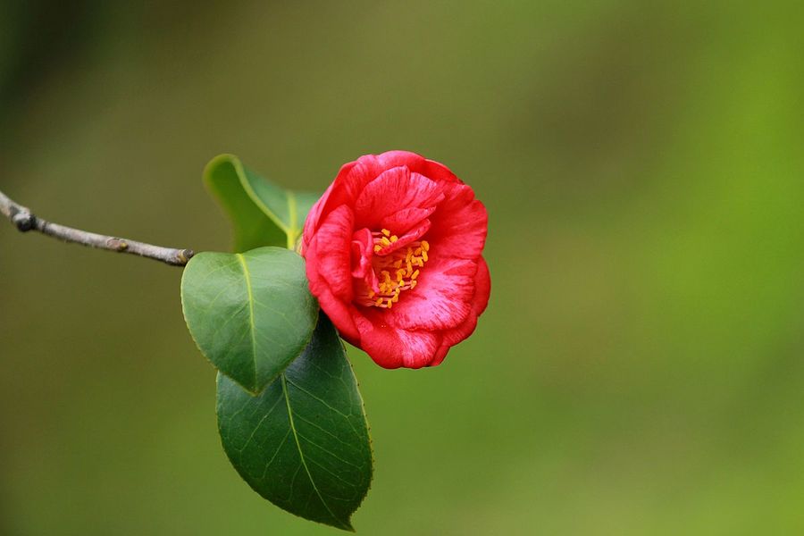 井尚茶花图片图片