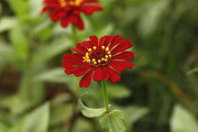 生态微距:红花百日菊