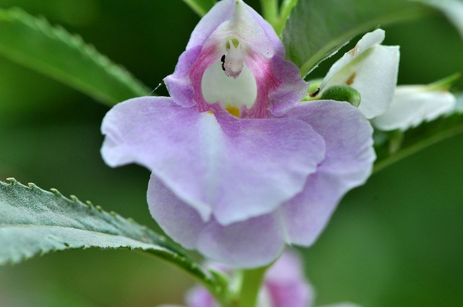 鳳仙花