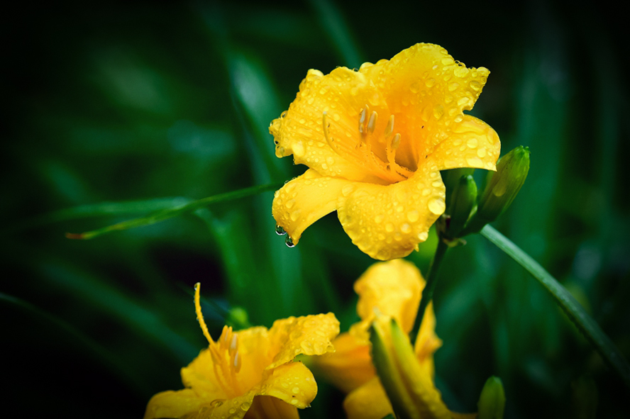 《雨中萱草》