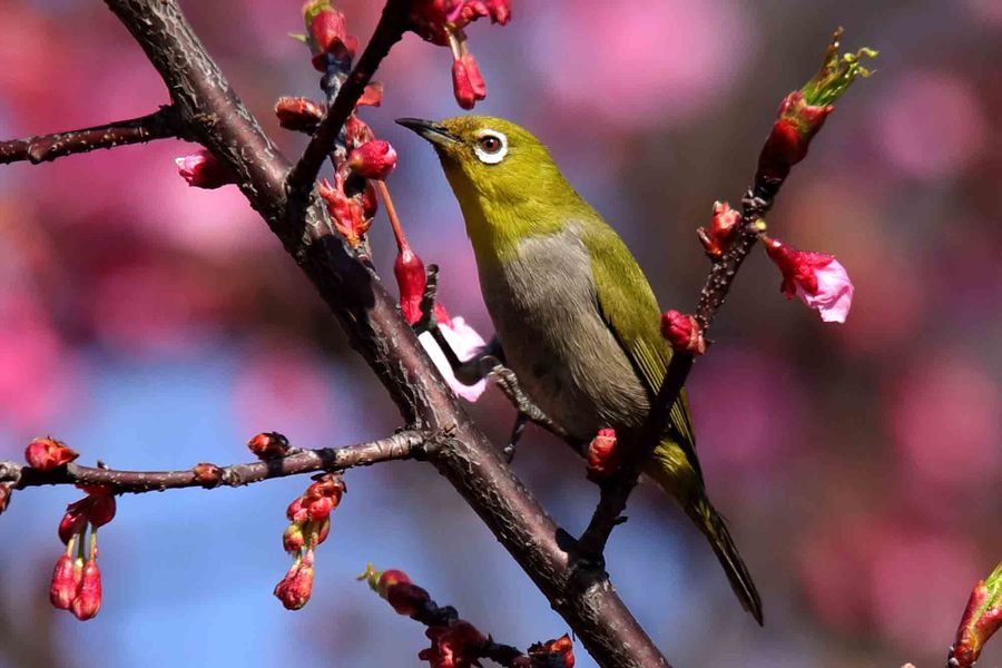 繡眼鳥