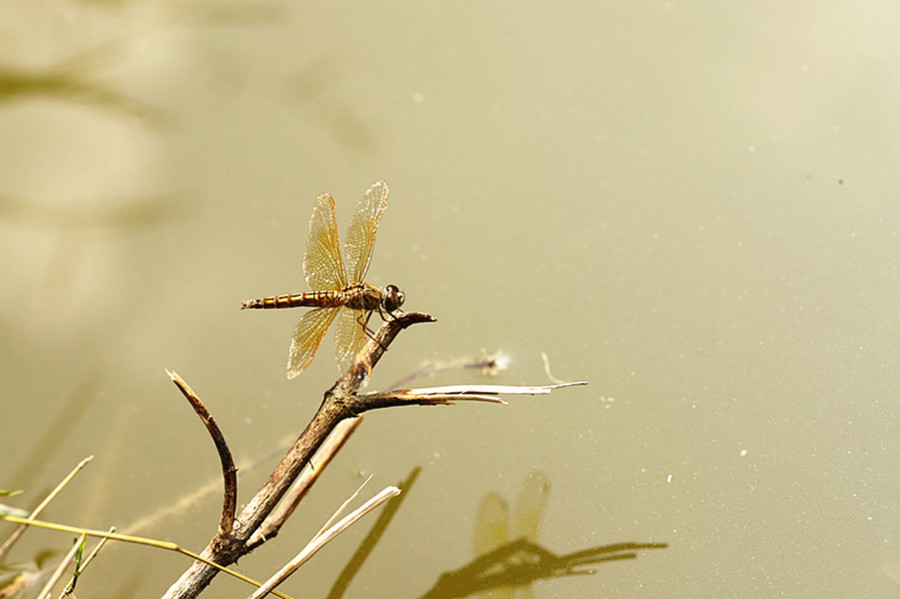 虫趣池塘蜻蜓立枝头
