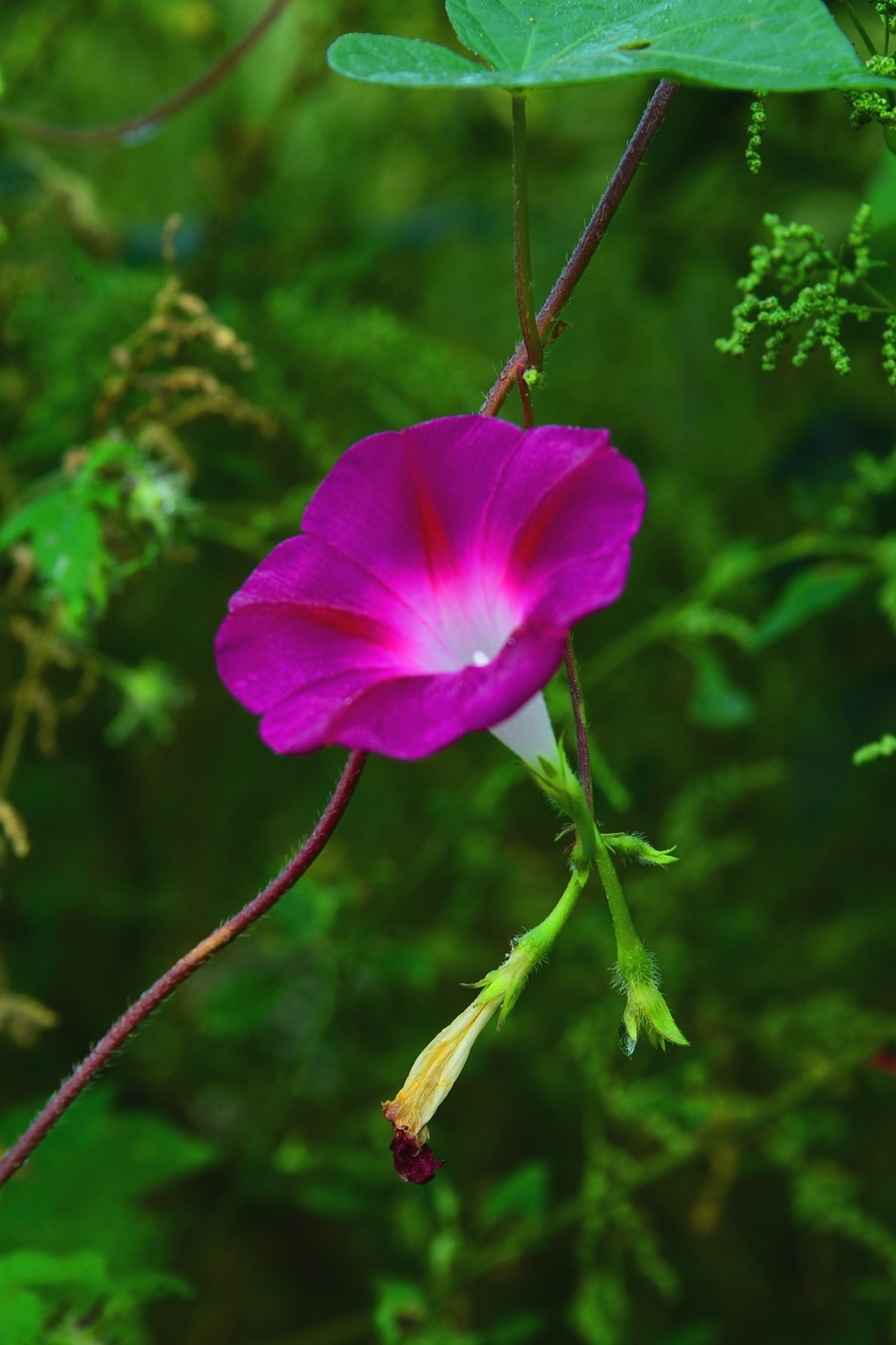 美丽的牵牛花图片大全图片