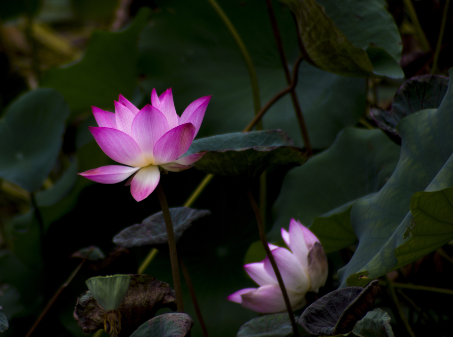 NEX5N С