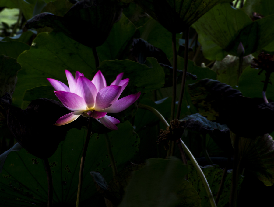 NEX5N С