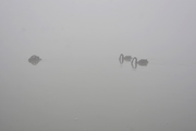 雾锁天鹅湖（拍摄于河北广平）