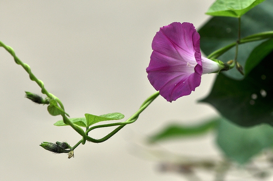 牵牛花