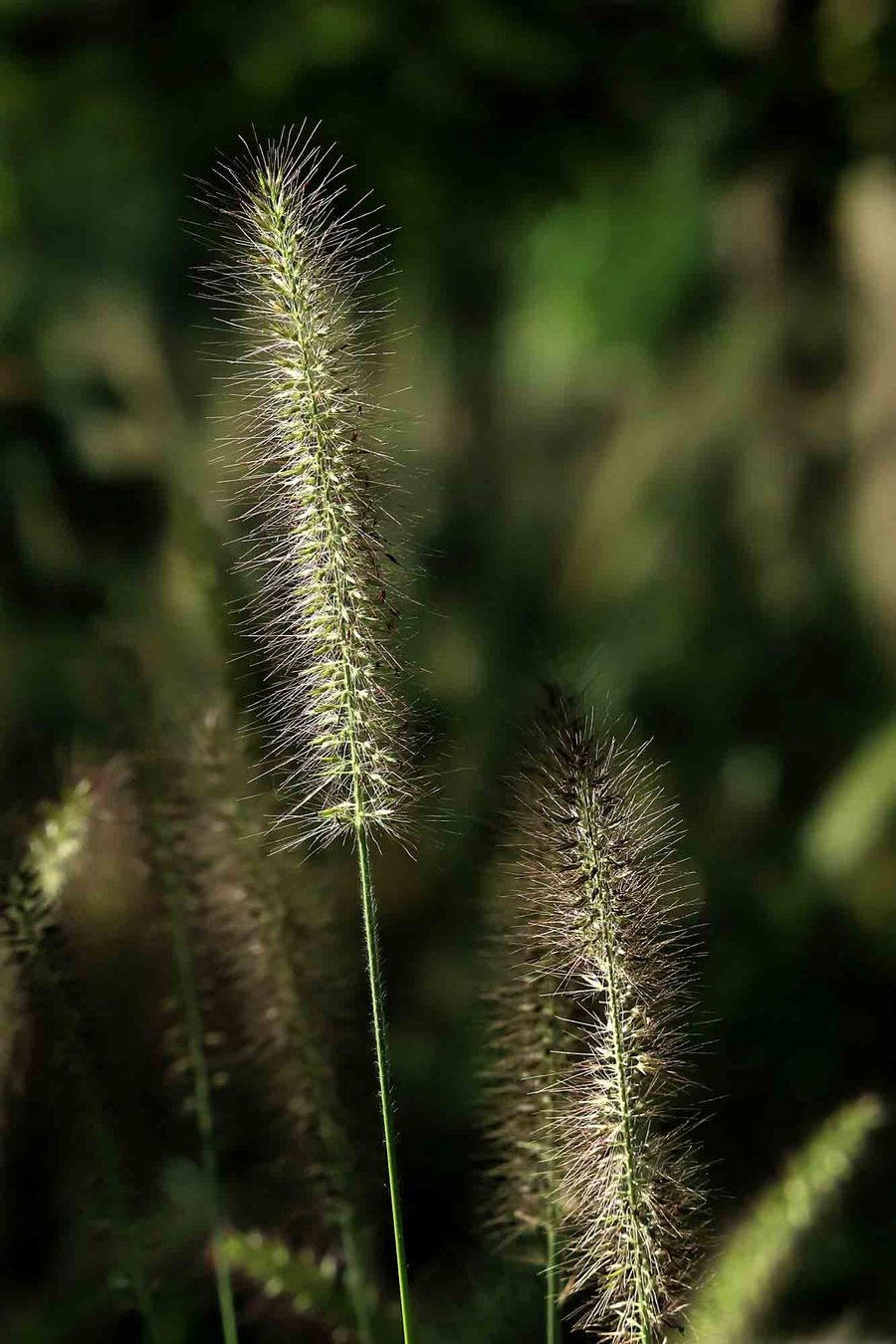 狗尾巴草