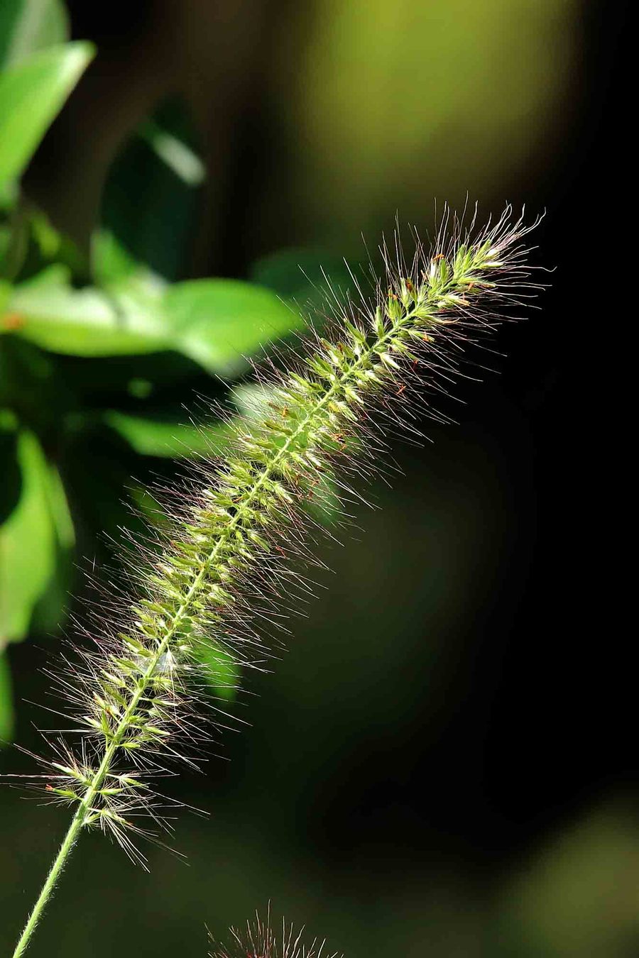 狗尾巴草