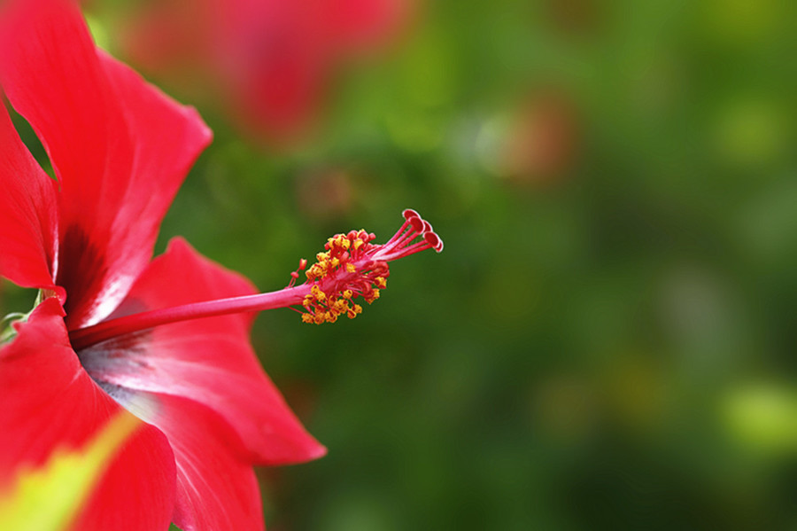 金秋又見朱槿紅花開 (共 9 p)