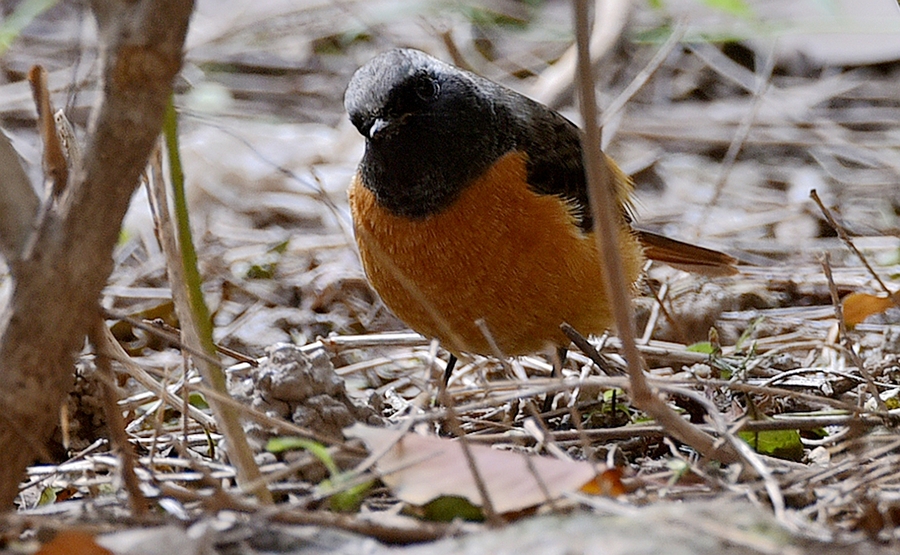 北紅尾鴝