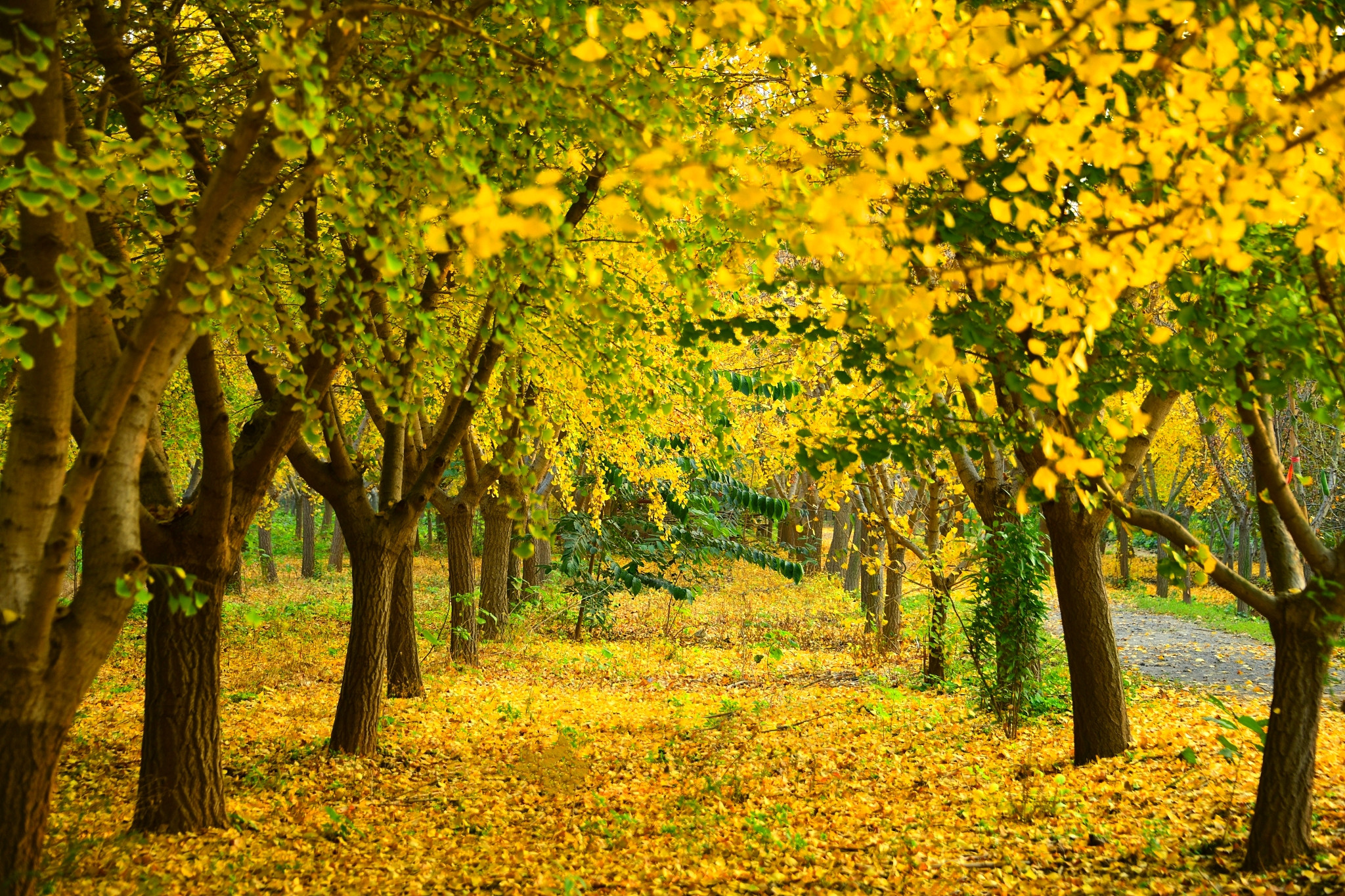 秋天的银杏树摄影图高清摄影大图-千库网