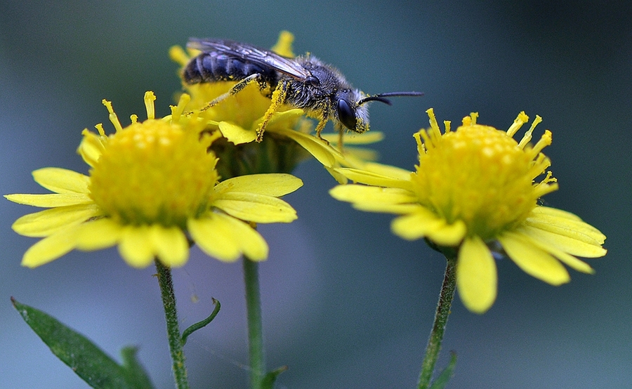 蜂花图