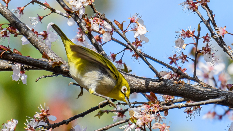 繡眼吃花蜜