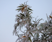 霜雪细无声，玉树琼枝看冬季。