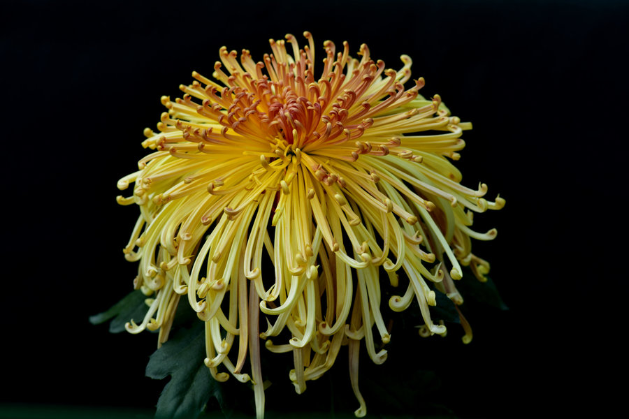 十大菊花品种图片图片