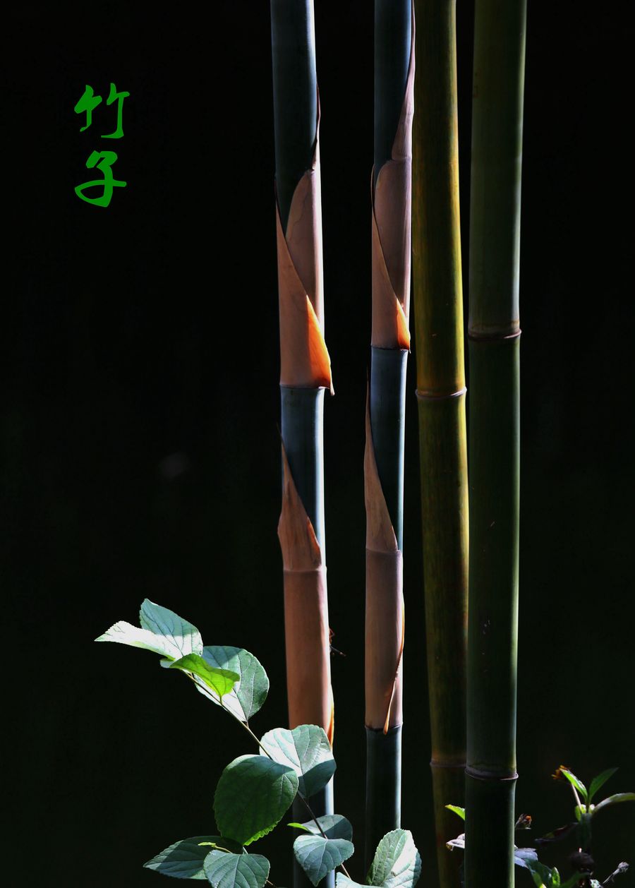 竹子照片作品欣赏图片