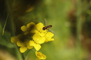 虫趣:爱花使者食蚜虫