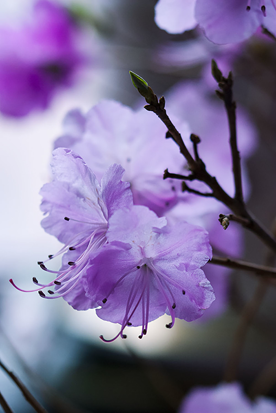 花儿的照片儿大全图片